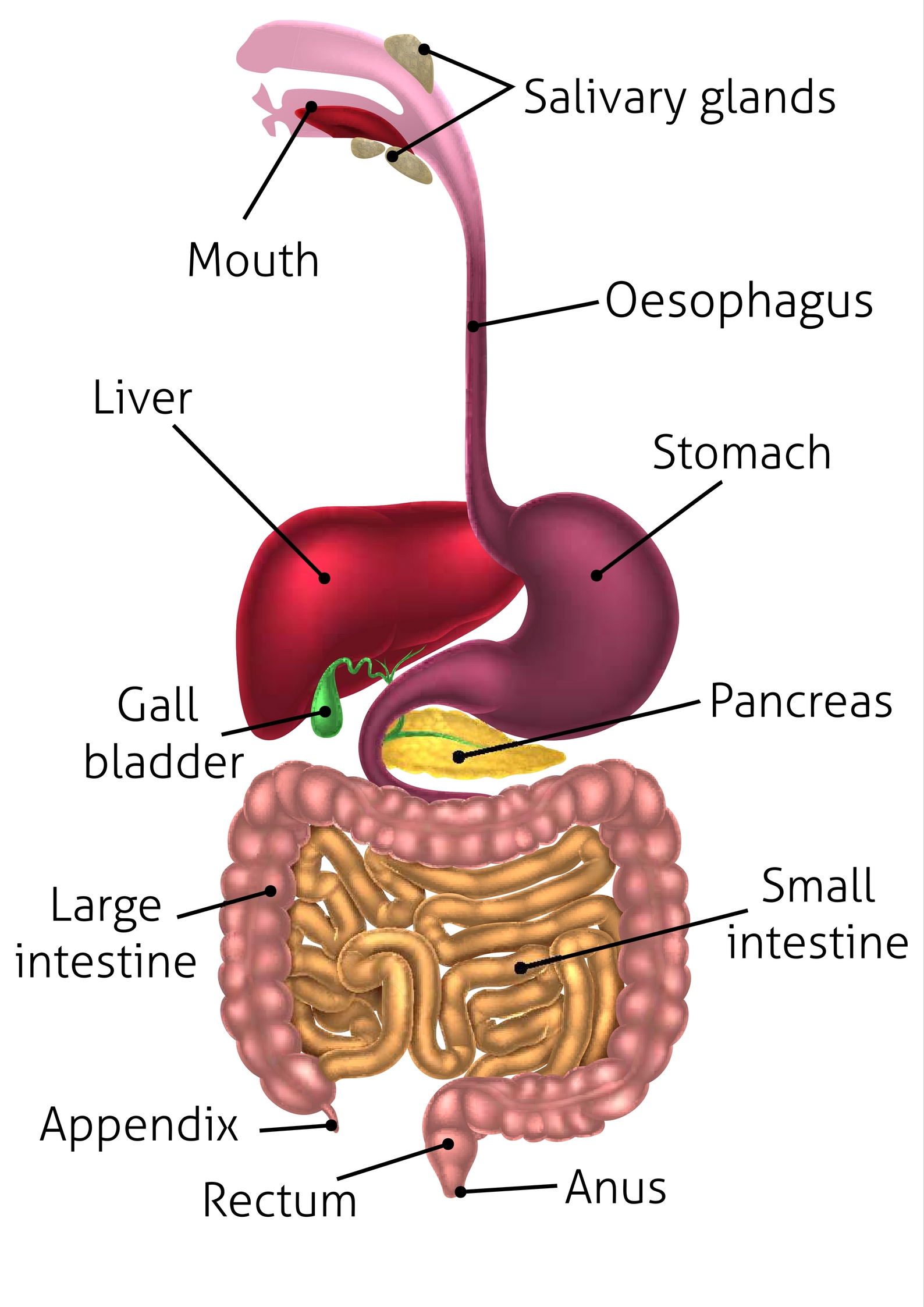 digestive system esophagus function